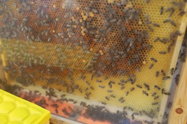 nitriansky montmartre